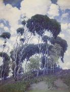 Laguna Eucalyptus